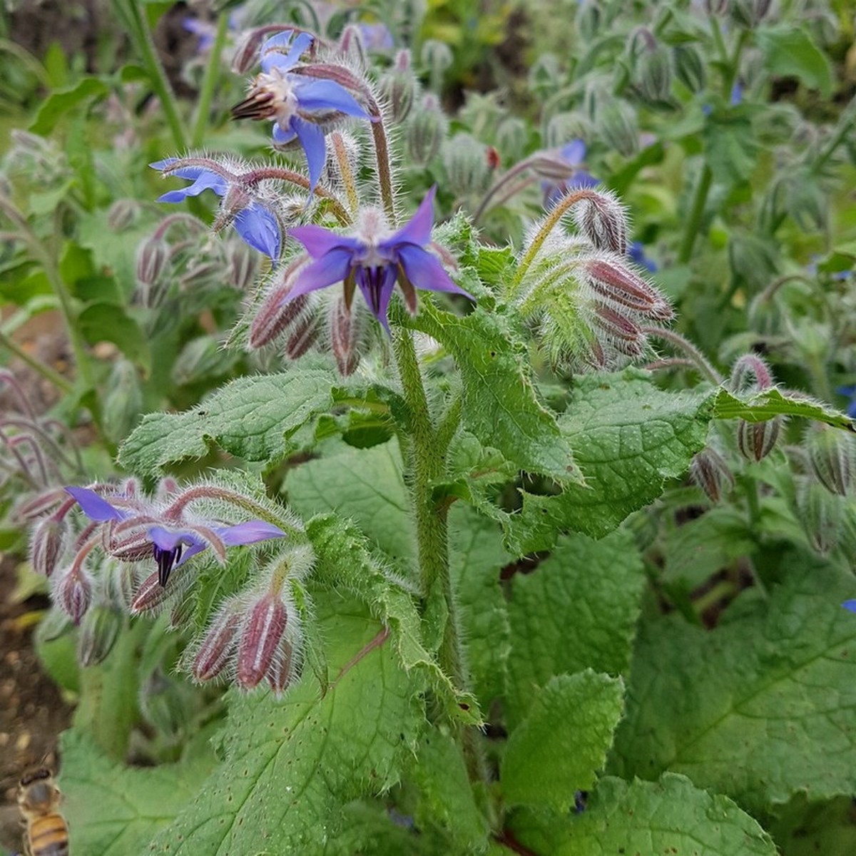 Borago officinalis